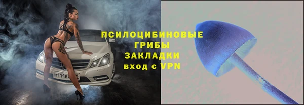 прущие грибы Алзамай